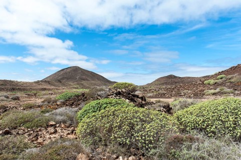 Barren plant growth on the volcanic island