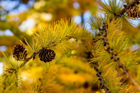 Autumnal yellow larch