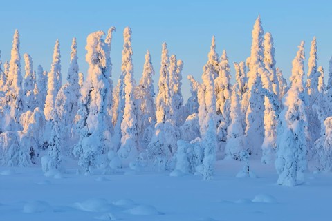 Snow covered winter landscape