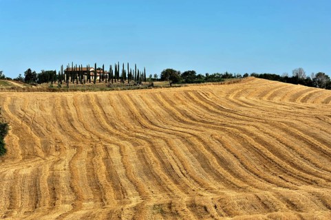 Harvested wheat field
