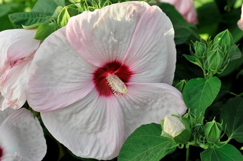 Flowering Hibiscus