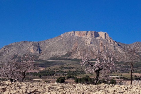 Almond trees in blossom