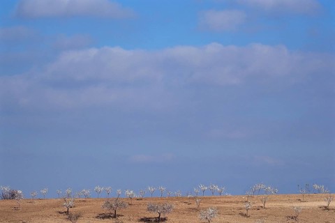 Heaven and earth with blooming white almond plantation