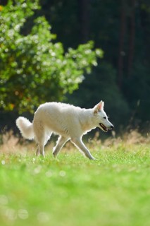 White Swiss Shepherd Dog