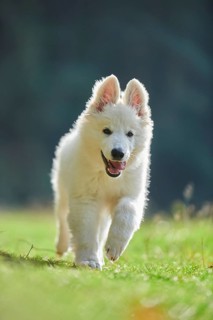 White Swiss Shepherd Dog