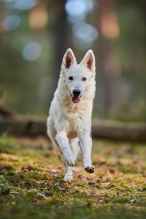 White Swiss Shepherd Dog