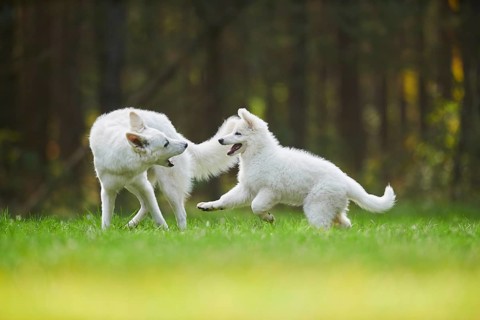 White Swiss Shepherd Dog