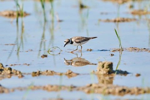 Common ringed plover