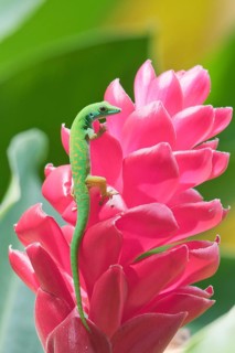 Small day gecko