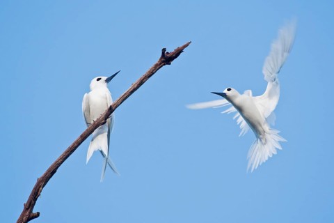 White terns