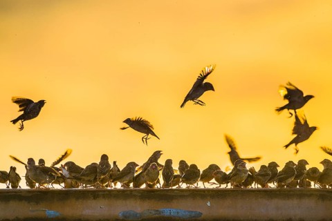 A mega flock of red-billed quelea