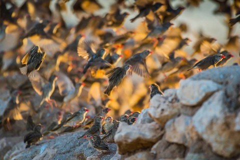 A mega flock of red-billed quelea