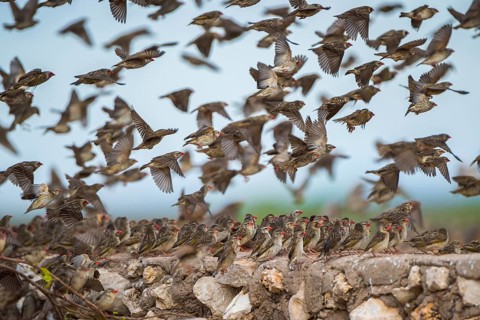 A mega flock of red-billed quelea