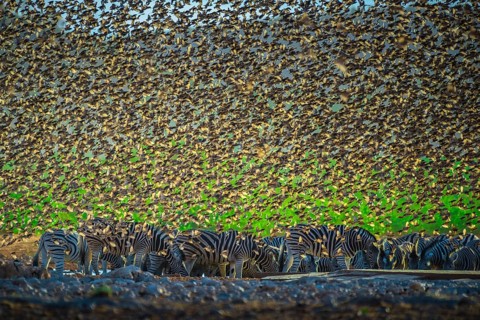 A mega flock of red-billed quelea