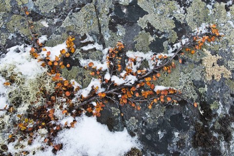 Dwarf birch