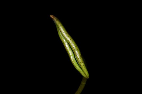 A leaf of the Indian lotus