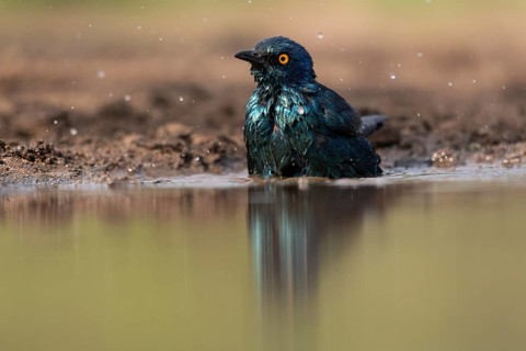 Cape starling