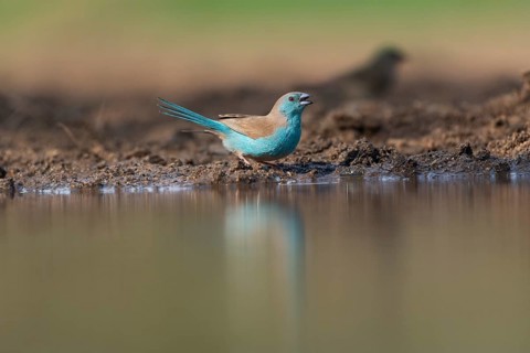 Blue waxbill