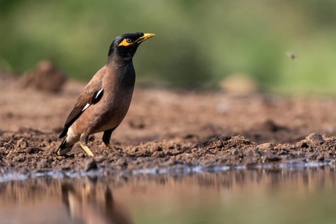 Shepherd mynah