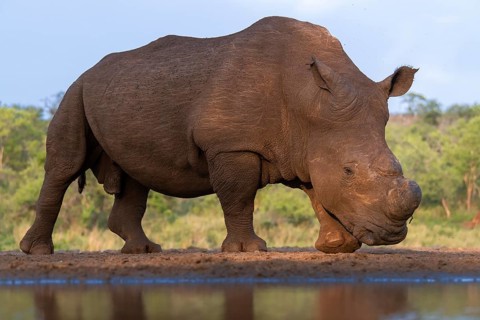Southern white rhinoceros