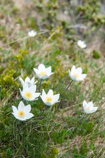 White flowers