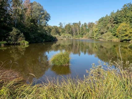 Quiet sunny autumn day at Dingelsdorfer Ried