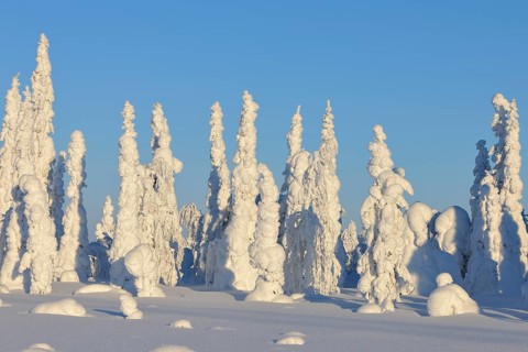 Snow covered winter landscape