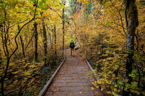 Hiker on logging trail in autumnal forest