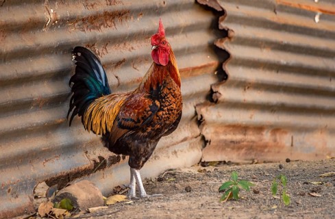 Beautiful rooster in the yard