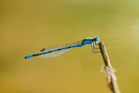 Azure damselfly