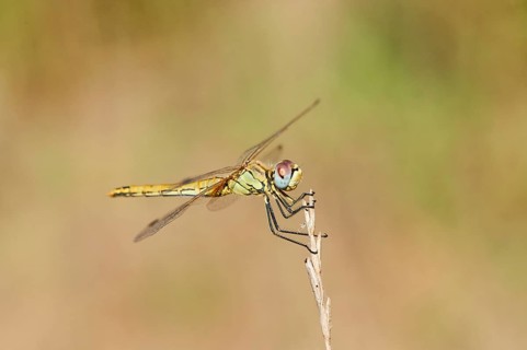 Red-veined darter