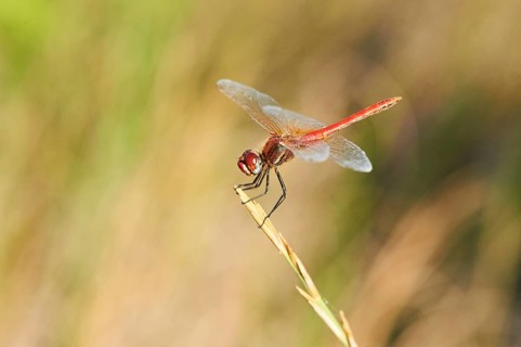 Red-veined darter