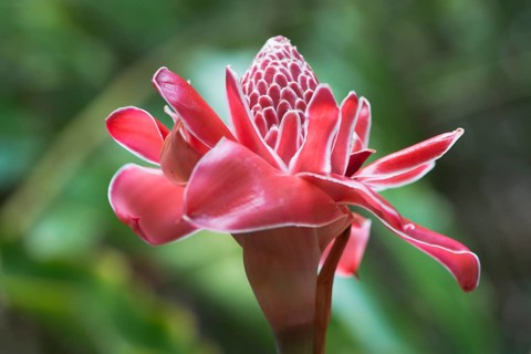Torch ginger
