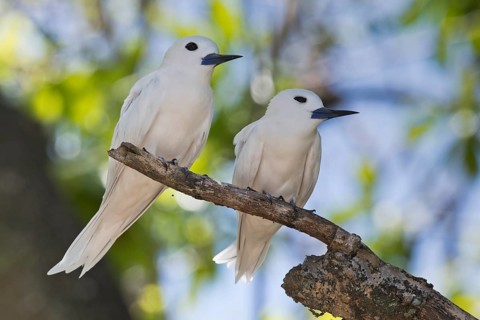 White terns