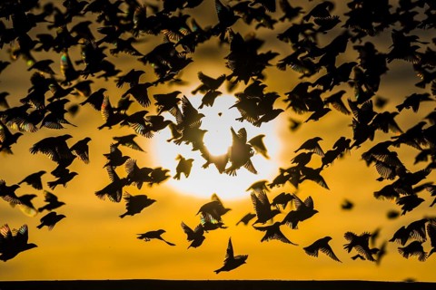 A mega flock of red-billed quelea