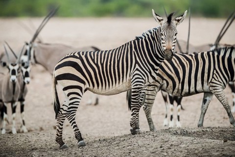 Hartmann's mountain zebra