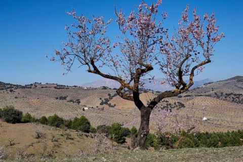 Single almond tree in blossom