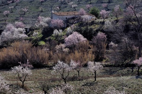 Several flowering almond trees in front of country house on mountainside