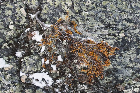 Dwarf birch