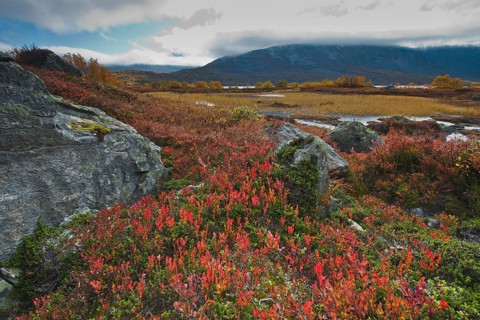 Bog bilberries