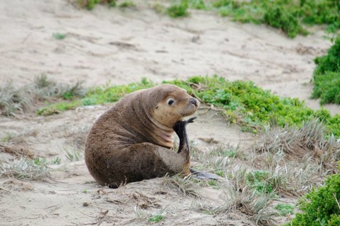 Australian sea lion