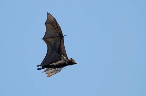 Grey-headed flying fox
