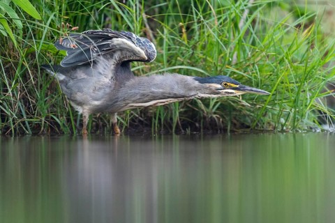 Striated heron