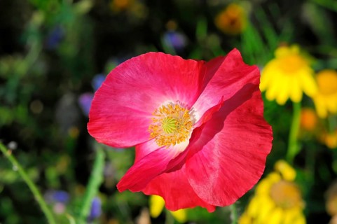 Pink or salmon-coloured flower of corn poppy hybrids