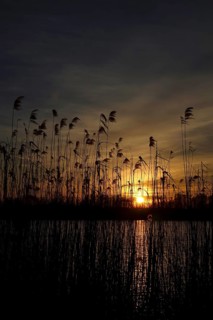 Reeds at sunset