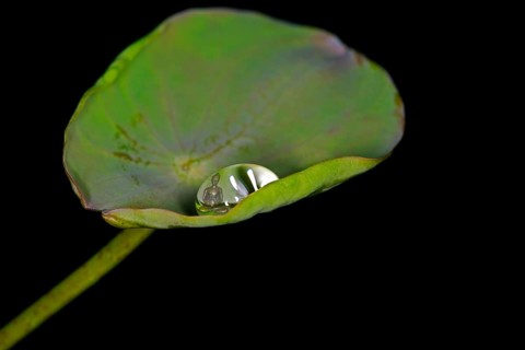 A leaf of the Indian lotus