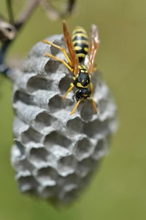European paper wasp