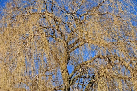 Weeping willow