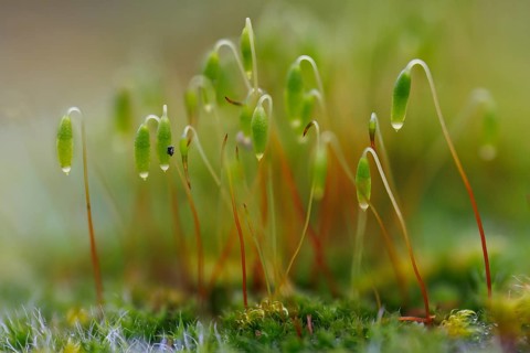 Polytrichaceae