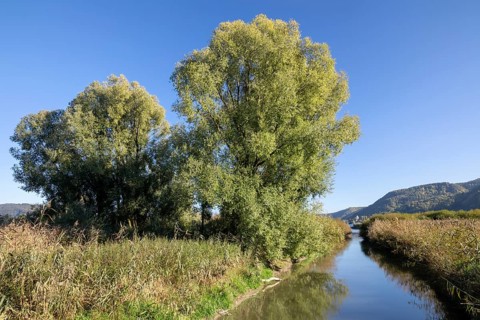 River and trees